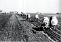 Saonara.(Pd) I fratelli Sgaravatti e lavoratori agricoli negli anni '40'.(da Web) 2 (Adriano Danieli)